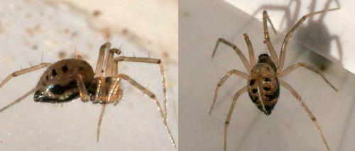 Tenuiphantes tenuis